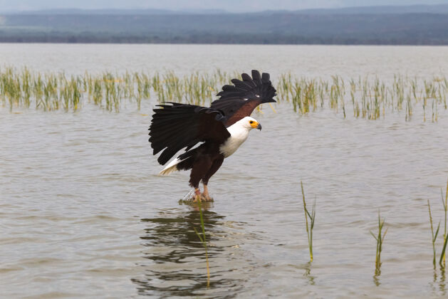 湖泊鹰渔夫来自非洲巴里戈湖的鹰猎物渔夫风景