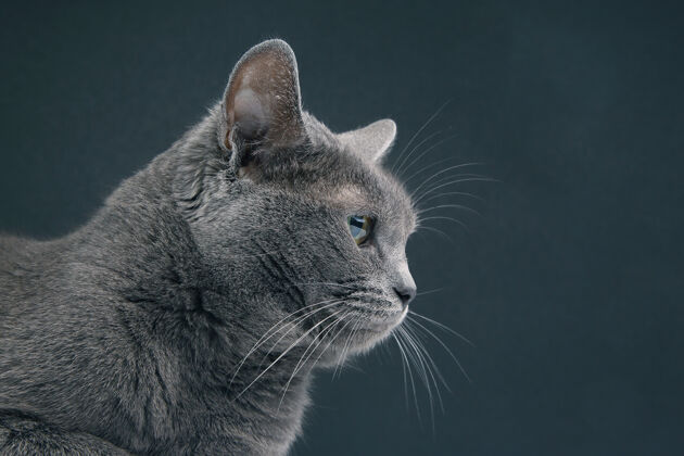 肖像一只美丽的灰猫在黑暗中的工作室肖像墙.pet哺乳动物捕食者长相毛茸茸的表情