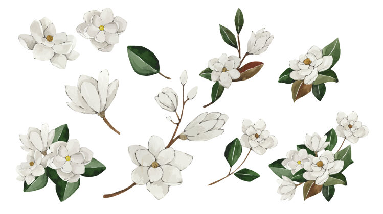 绘画白玉兰水彩花套装树枝水彩花蕾
