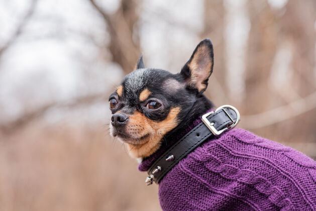 美丽宠物狗吉娃娃在街上散步吉娃娃街一只狗遛狗秋天在公园散步可爱人肖像
