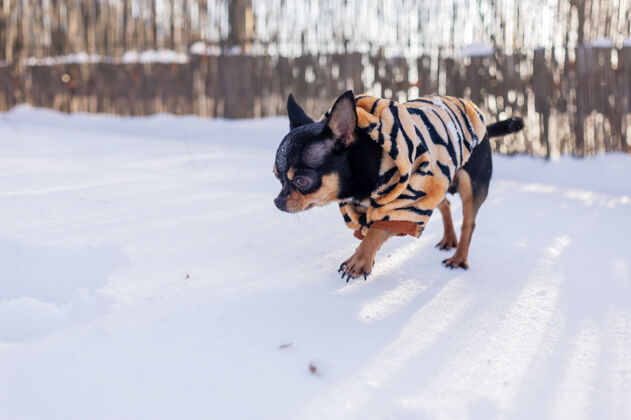 头发寒风中的小狗夹克冬天吉娃娃穿着冬天的衣服在雪上狗动物血统