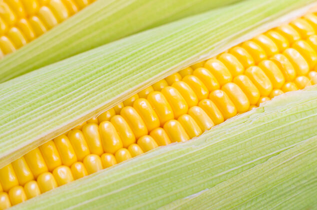 树木新鲜玉米 有机蔬菜和食品概念的密切联系阳光农场使用