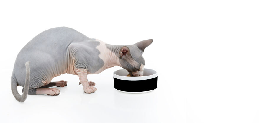 食物斯芬克斯猫在一个白色和黑色的碗里吃东西隔离在白色的表面上肖像表情白