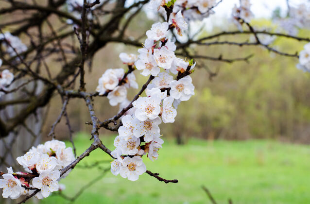 自然杏树春天开花花雄蕊树