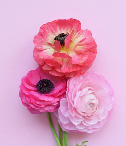 花朵美丽的花束五颜六色的毛茛花在粉红色的表面礼物自然餐桌