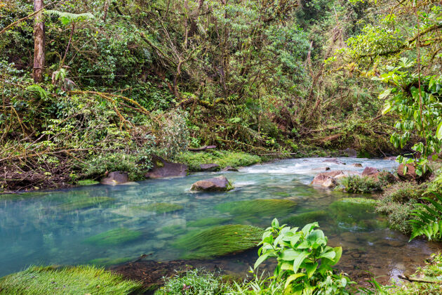 雨林美丽的溪水在雨林中流淌哥斯达黎加 中美洲哥斯达黎加苔藓水流