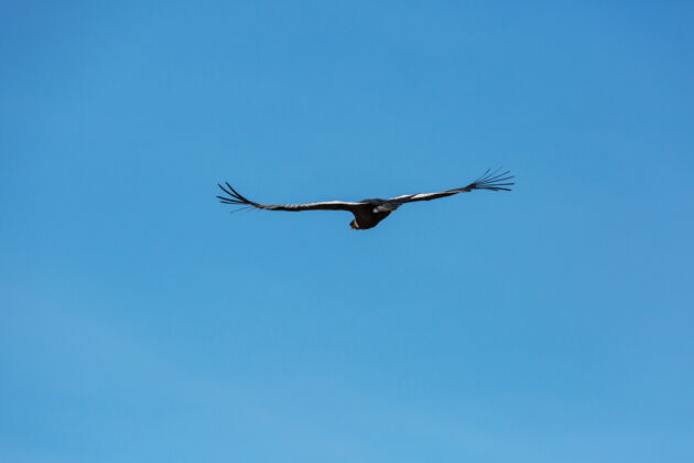 概述秘鲁科尔卡峡谷的秃鹰公园美丽翱翔