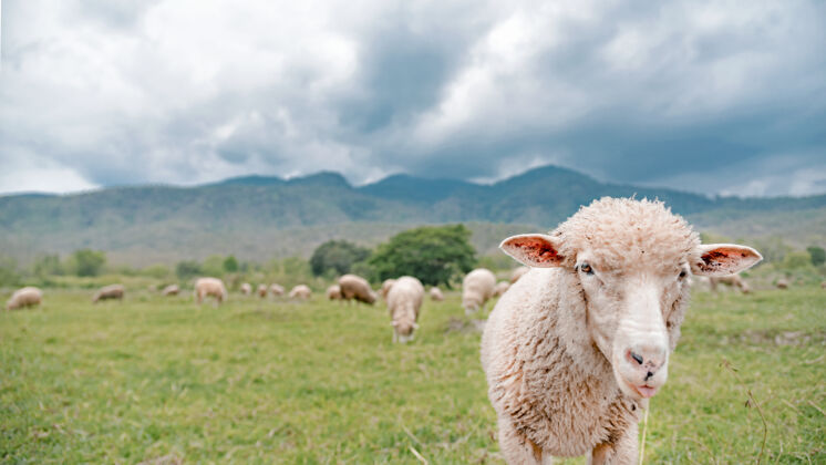 放牧羊群在乡村的绿地上吃草花园农业围栏