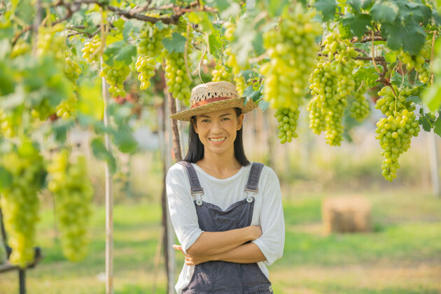 新鲜美丽的女农场主在阳光明媚的葡萄园里收获成熟的葡萄葡萄女性收获