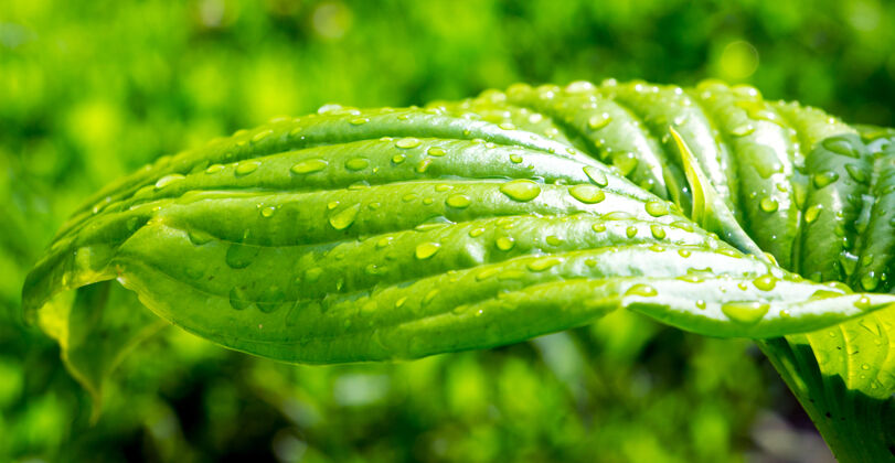 有机绿叶上的雨滴雨滴潮湿