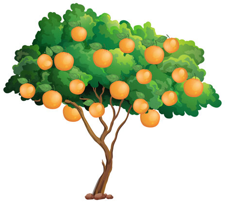 空白橘子树孤立在白色的树上卡通温暖环境