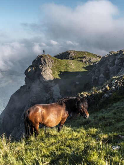 马术西班牙 吉普兹科亚 奥亚尊 在佩纳斯德阿亚山上放牧的棕马放牧野生马