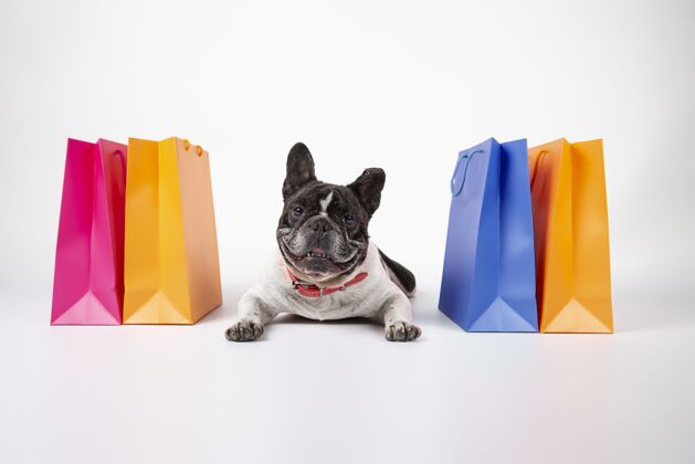 销售可爱的法国斗牛犬与彩色购物袋隔离在白色背景美丽购物者可爱