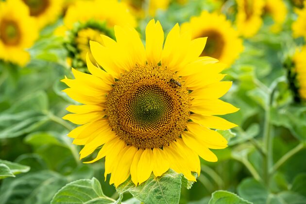 花一個美麗的向日葵與蜜蜂的特寫鏡頭陽光生長自然