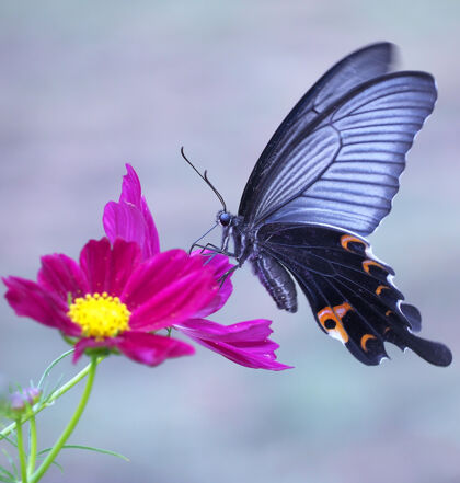 夏天一只蝴蝶在亮粉色花朵上的特写镜头昆虫颜色花瓣
