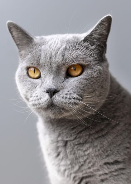 可愛灰色的貓咪 身后有一面單色的墻家養動物貓