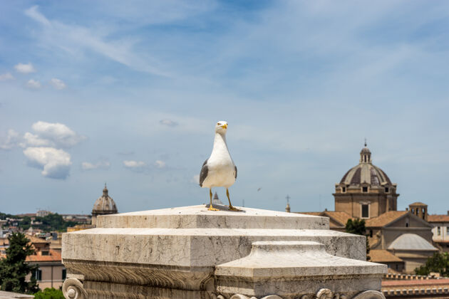 柱一只海鸥栖息在意大利罗马的一座建筑物前建筑喙历史