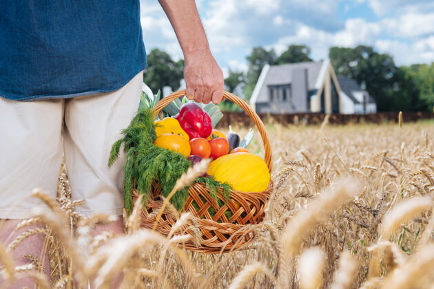 妻子篮子里放着蔬菜一个穿着米黄色短裤和蓝色衬衫的男人在收获好收成后拿着篮子里的蔬菜房子绿色园艺