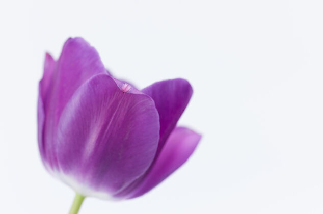 郁金香一个粉红色郁金香花的特写隔离在白色背景与空间为您的文字天花茎