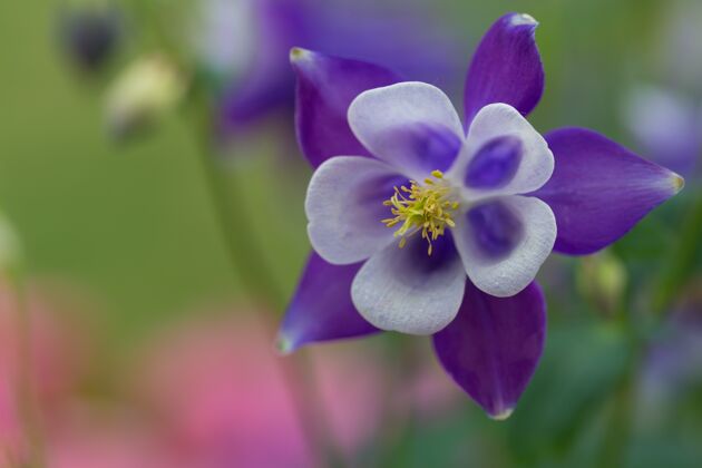 明亮阳光下花园里的蓝秋葵的美丽宏观照片花园光自然