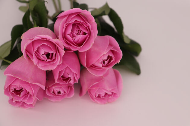 花白色背景上粉红色玫瑰束的特写镜头情人节花花瓣