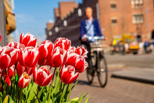 花特写镜头美丽的红色和白色郁金香与一个人骑自行车的背景城市郁金香开花