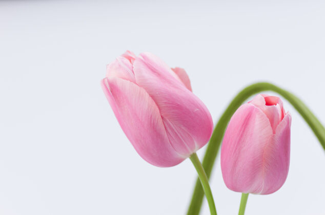 特写白色背景上美丽的粉红色郁金香特写镜头郁金香花束开花