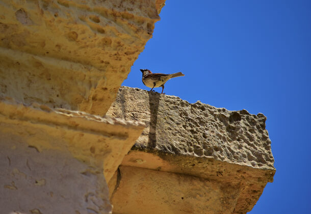 人雄性西班牙麻雀在石灰岩墙上休息岩石沙子天空