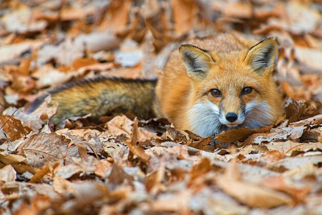 公园一只可爱的狐狸躺在地上的特写镜头和秋天的落叶狡猾哺乳动物秋天