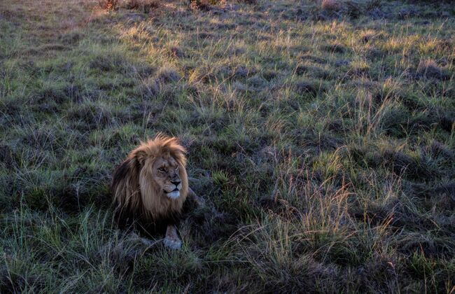 坐一只雄狮坐在田野里的高角度镜头野生谎言猫