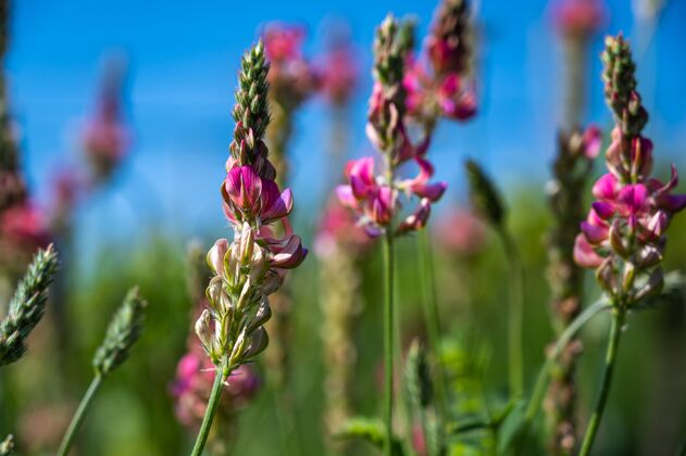 草本在一个领域的粉红色薰衣草花特写镜头美丽新鲜明亮