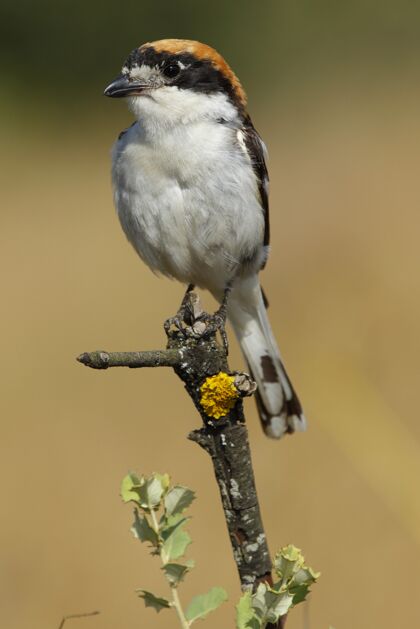 鸟类白天阳光下 一只林伯劳站在树枝上的垂直特写镜头罗马尼亚栖息地小