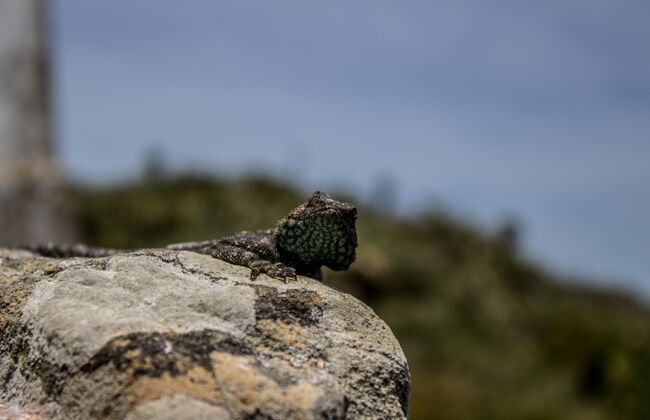 蜥蜴一只坐在岩石上的西篱笆蜥蜴的特写镜头小动物园环境