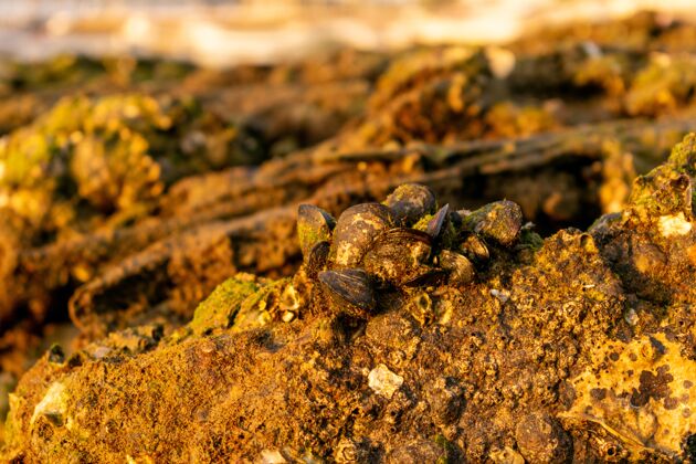地面阳光下 地上布满泥土和苔藓的老贝壳特写镜头土壤污垢探索