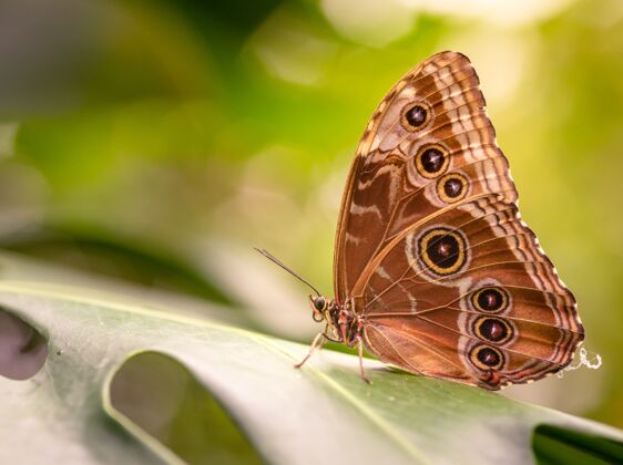 宏观一只美丽的蝴蝶坐在绿叶上的特写镜头苍蝇野生动物