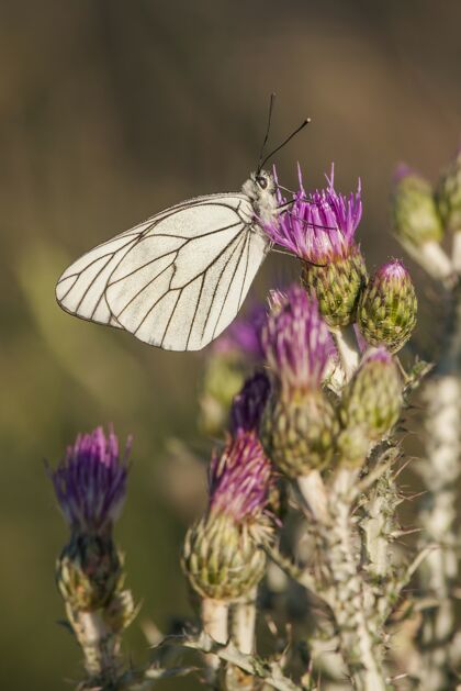 动物一只白色蝴蝶在美丽的紫色花朵上的垂直特写镜头野生翅膀自然