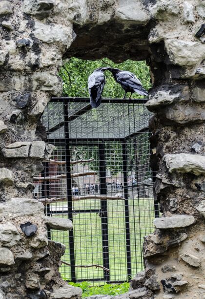 情侣白天阳光下 两只乌鸦在金属笼子上互相亲吻野生野生动物可爱