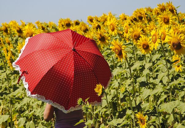 人向日葵地里 一个手持红伞的女人明亮天空生长