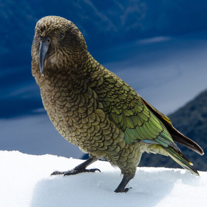 喙新西兰雀巢犬的选择性聚焦镜头动物鸟生物