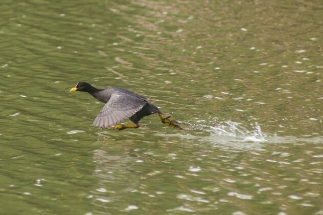 单一只鹅飞过反射的池塘的美丽镜头池塘鹅野生动物