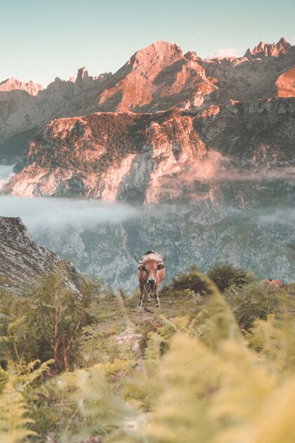 场景在阳光明媚的日子里 一头牛在山上的垂直镜头完美的墙纸山哺乳动物天空