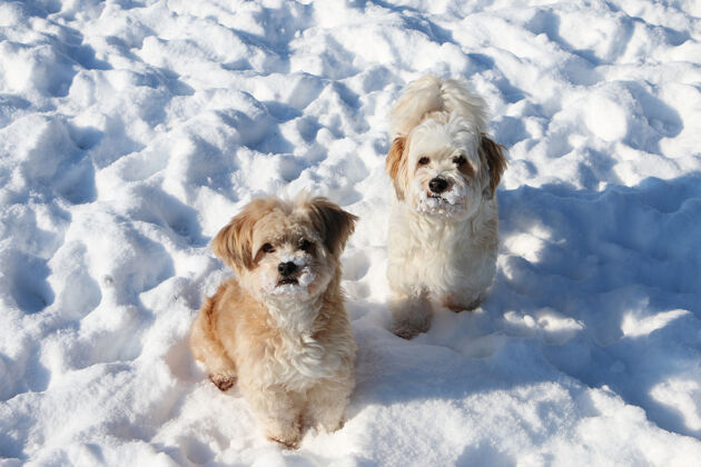 柔软雪地上两只可爱的白色绒毛小狗的高角度拍摄狗哺乳动物朋友