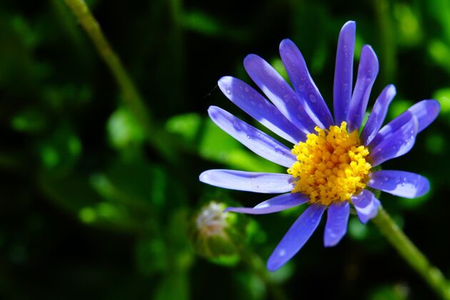 雏菊花园里的蓝色雏菊花自然植物学水滴