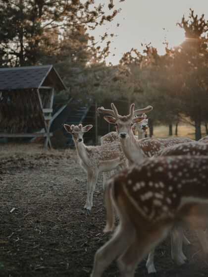 鹿选择性聚焦拍摄农田中的白尾鹿林分农村田