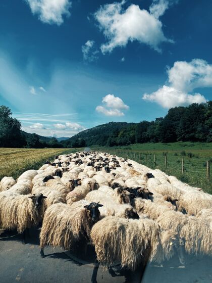 乡村垂直拍摄的一群羊在道路中间被绿色自然包围牧场农田哺乳动物