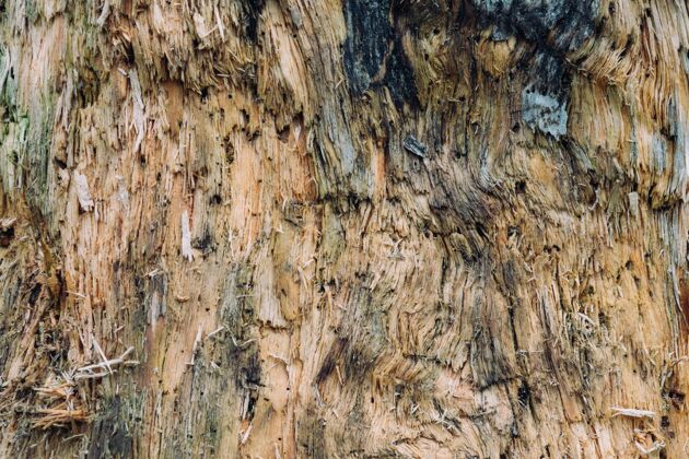 材料一棵树的木质纹理特写镜头木工粗糙旧