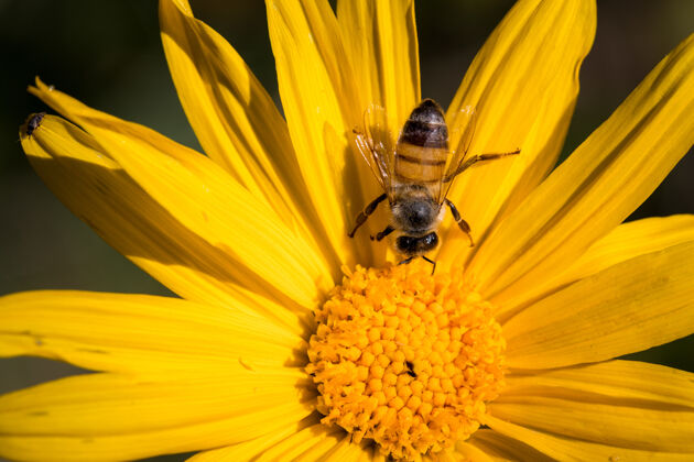 蜜蜂白天蜜蜂近距离栖息在黄花上花蜜蜂无脊椎动物