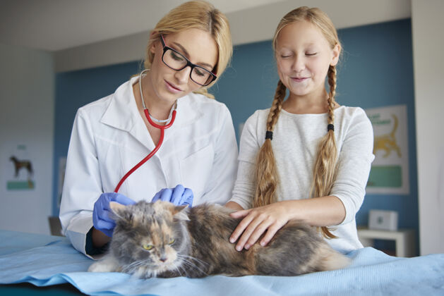 不认识的人猫到动物医院来了疾病职业兽医