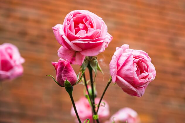 花特写镜头美丽的粉红色玫瑰花盛开在花园里环境叶多彩