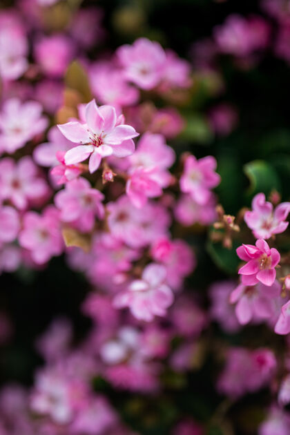花园粉红色花瓣的花花瓣散焦了花